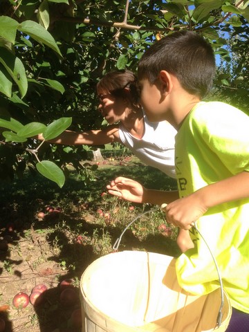 Picking Apples