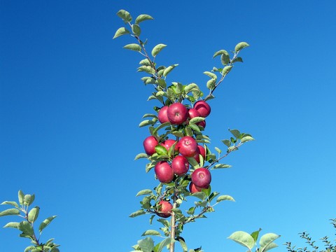 Apples in the Orchard