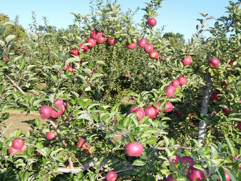 Smith's Orchard Apple Tree