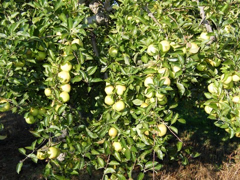 Smith's Orchard Apple Tree 2