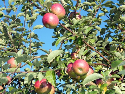 Apple Tree