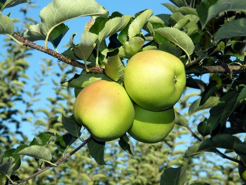 Apples on Tree